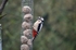 Great Spotted Woodpecker