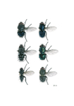Blowflies