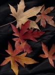 Autumn Leaves
