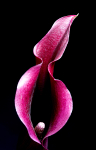 Intimate Lily