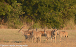 Elands