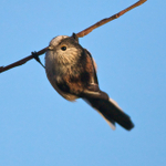 Long-tailed Tit