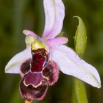 Hybrid betwen the Bee orchid and Bertolonii's orchid (Ophrys apifera x O bertolonii = O.x vespertilio)