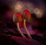 Fungi, Aberduna nature reserve, North wales