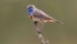 Male Bluethroat