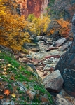 Awash in Autumn