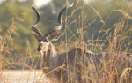 Greater kudu
