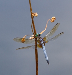 Dragonflies _0026