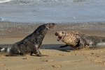 Atlantic Grey Seals