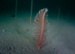 Pennatula phosphorea