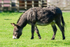 Donkey - DSC_0915