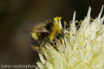 MPAA-4417 Bumble Bee on Seeding Onion Plant