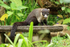 White-nosed Coati, Del Toro waterfall gardens, Costa Rica
