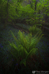 A Woodland Study