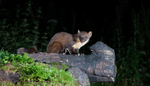 Pine Marten