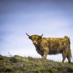 Highland Cow