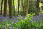Bluebells   _ WOOD_030