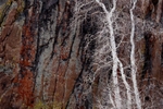 White Aspen, Red Lichen