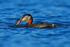 Red-necked Grebe with fish, Farmoor Reservoir