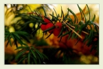 Taxus  media
