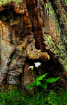 LilyTree-6001