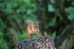 Red Squirrel  3