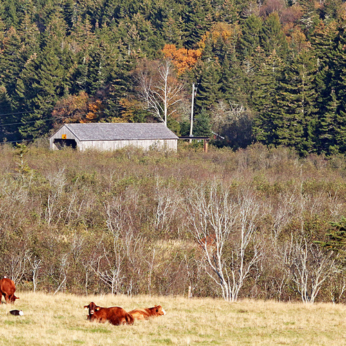The Germantown covered bridge in Albert County as seen from Rt. 114.