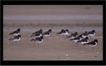 Oyster Catchers