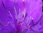 P61803760717