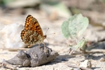 Knapweed Fritillary - Melitaea phoebe