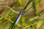 Keeled Skimmer (M)