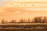 SANDHILL CRANES #2, 2019 - LONG POINT MARSH