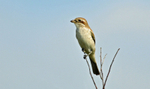 Red-backed Shrike