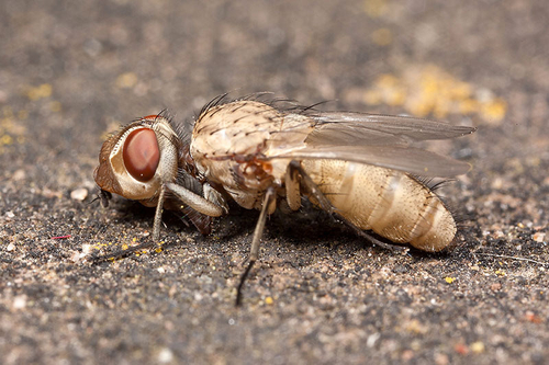 Leucophora fly, close to a large Yellow-legged Mining Bee ([i]Andrena flavipes[/i)) colony. This is a teneral example…