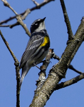Warbler22-2
