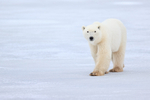 Polar Bear on frozen lake, Churchill, Canada