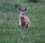Brown Hare