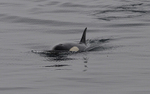 Orca