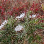Stemless carline thistle (Carlina acaulis) growing with Bilberry (Vaccinium myrtillus)