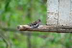 Mealy Redpoll