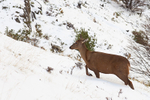 South Andean Deer