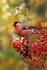 Male Bullfinch