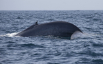 Blue Whale Fluke, Pico Island, Azores