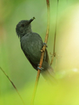 Dusky Antbird (male), Pipeline Road, Panama