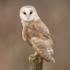 Home Barn Owl