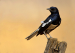 Oriental Magpie Robin