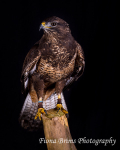 birds studio-9