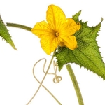 Cucumber (Cucumis sativus) MYN