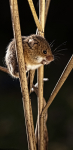 Harvesting Mouse