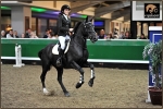 equiscot 8349 AILSA BLACK - PADDIOCO